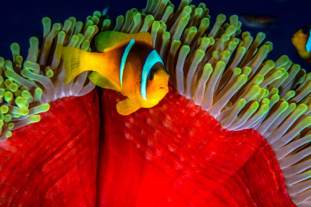 Sustainable diving