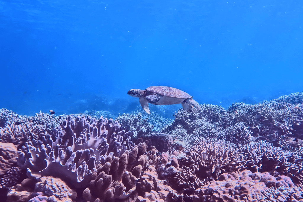 turtle photo taken while performing sustainable diving