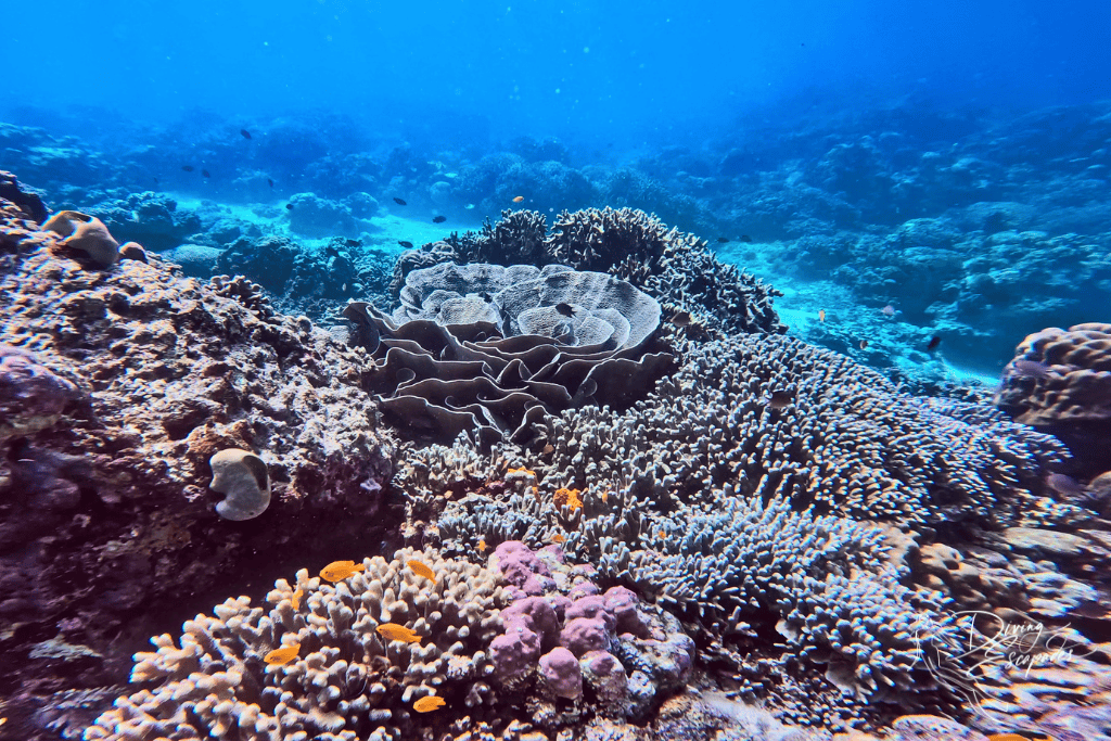 sustainable diving healthy reef