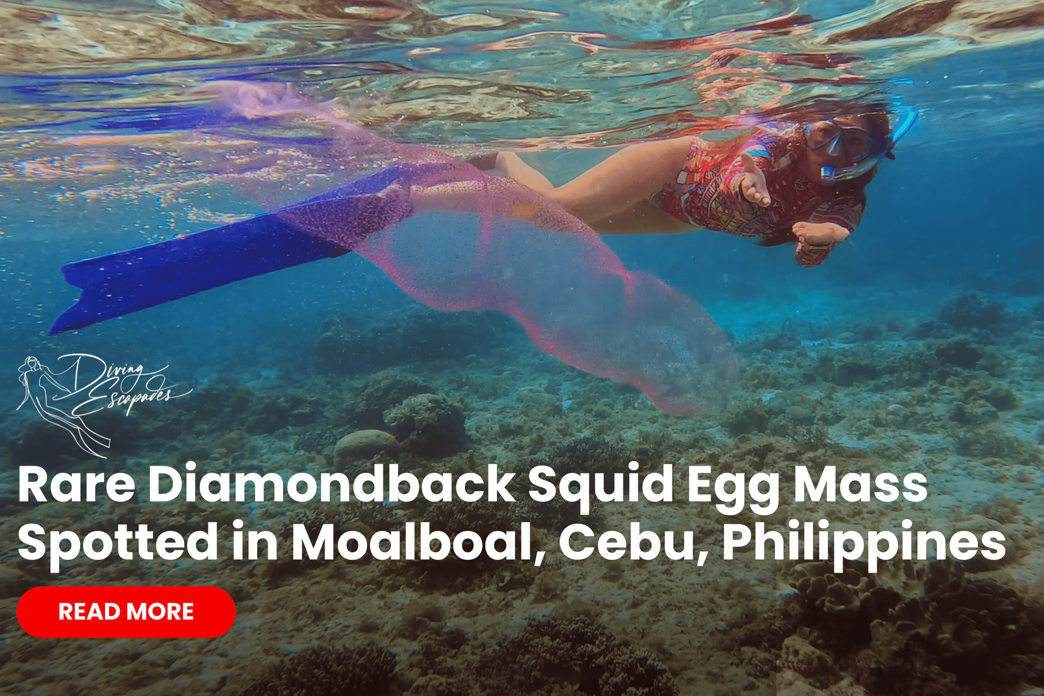 Rare diamondback squid egg mass in Moalboal, Cebu, Philippines