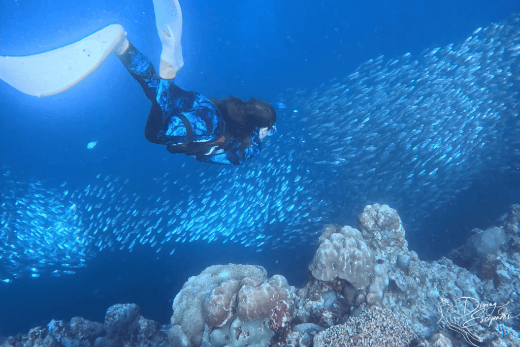 sardine run dispersed in a line in moalboal