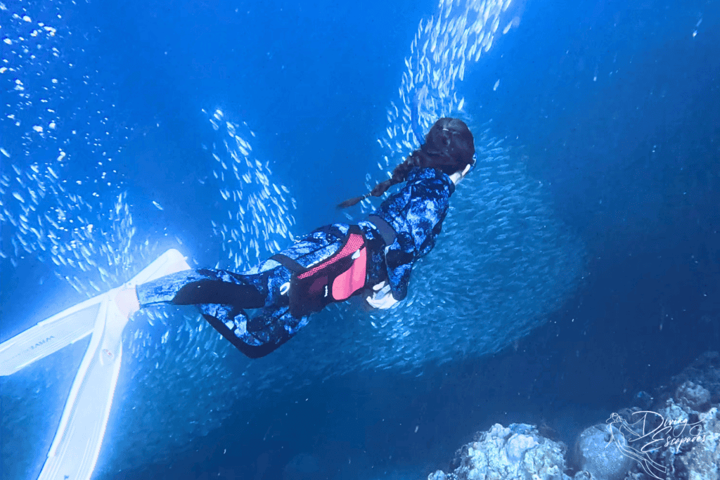 freediving in moalboal to see the sardine run