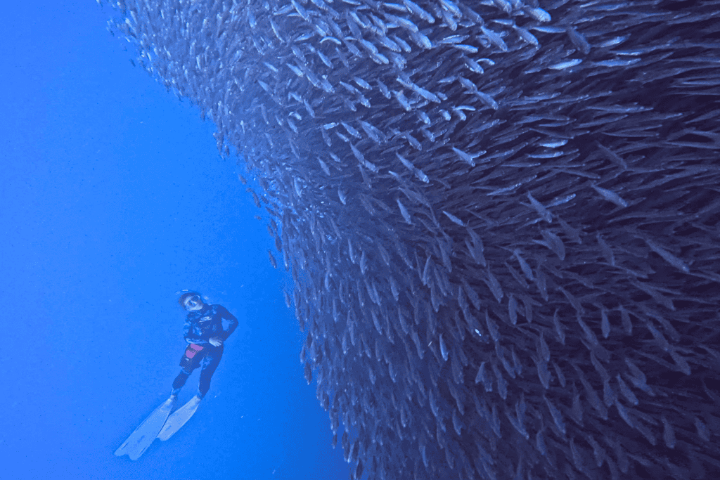 Sardine Run in Moalboal Cebu Philippines