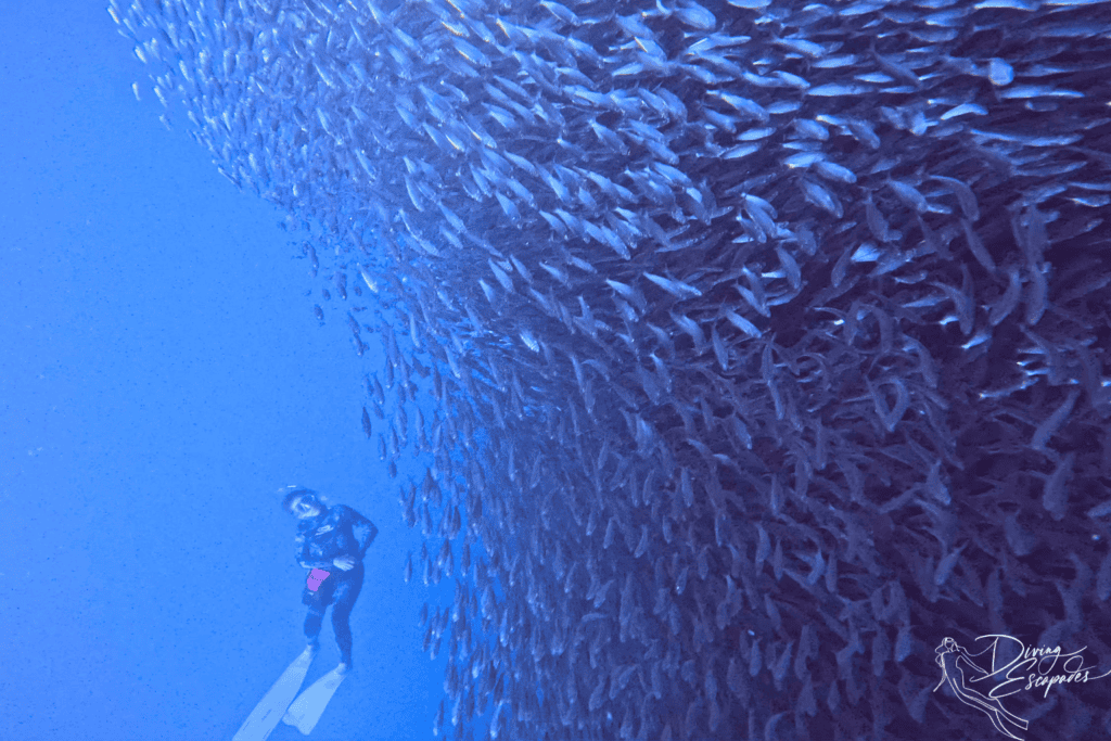 freediving the sardine run in moalboal