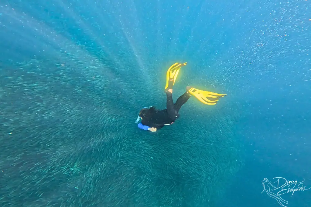 a giant bait ball called sardine run in moalboal