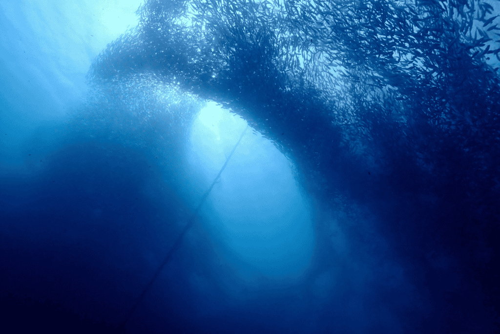 sardine run while scuba diving in moalboal