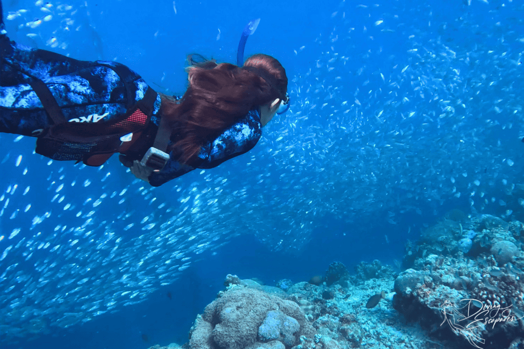 Sardine Run Moalboal 