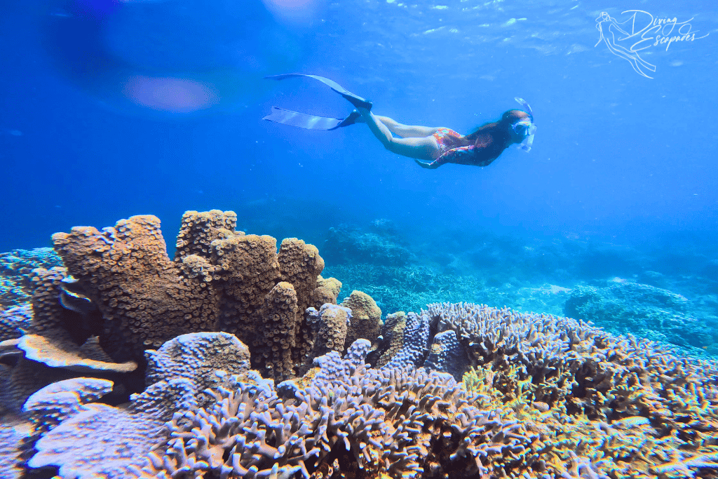 Snorkeling the beautiful coral reefs in Moalboal, Cebu, Philippines