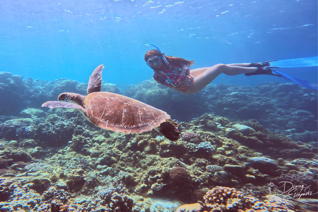 Snorkeling with a sea turtle in Moalboal, Philippines