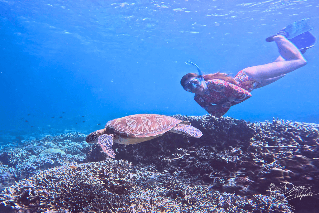 Snorkeling with a turtle in Moalboal, Philippines