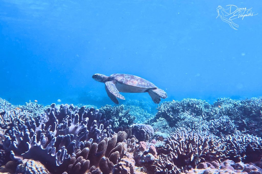 Turtle swimming in Moalboal, Cebu, Philippines