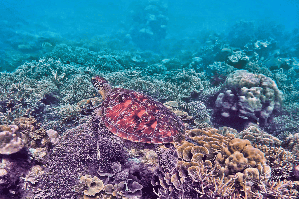 Diving in Dauin with turtle in Luca Sanctuary