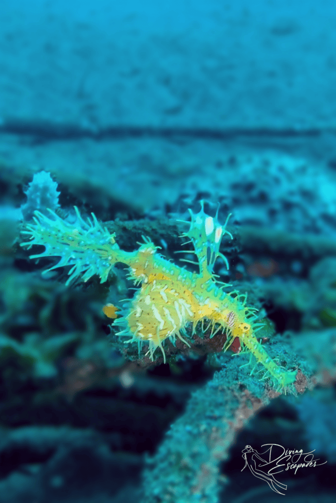 Ghost pipefish in Dauin Philippines