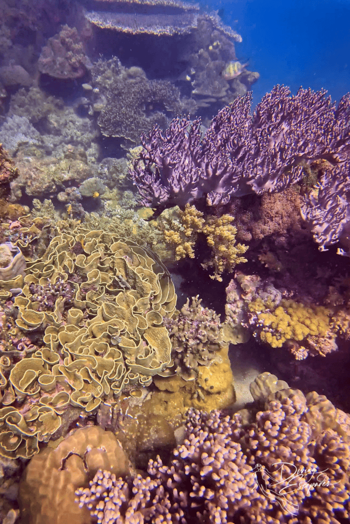 coral gardens in App Island