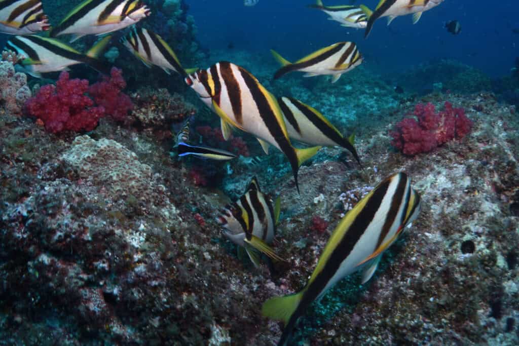 North Stradbroke Island diving reef fish