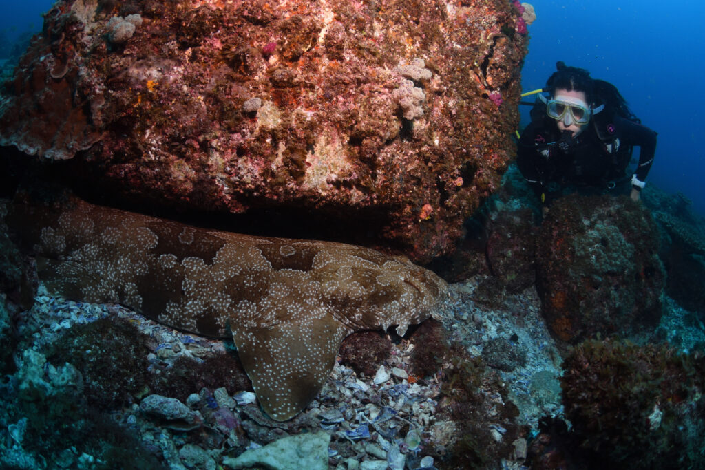 Diving in North Stradbroke Island with Wobbegong