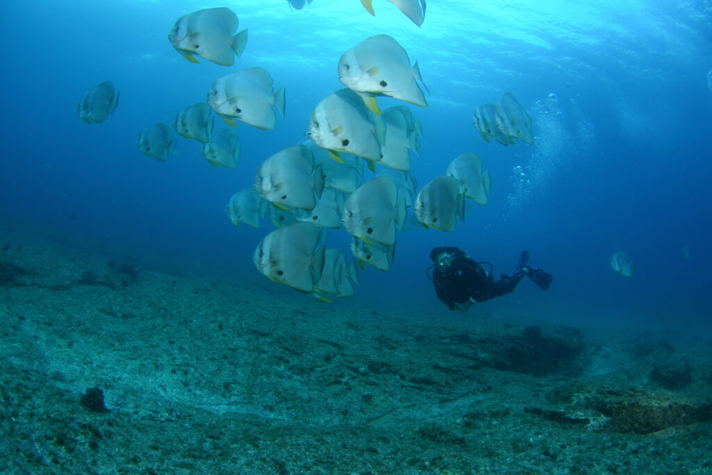 school of batfish in flat rock