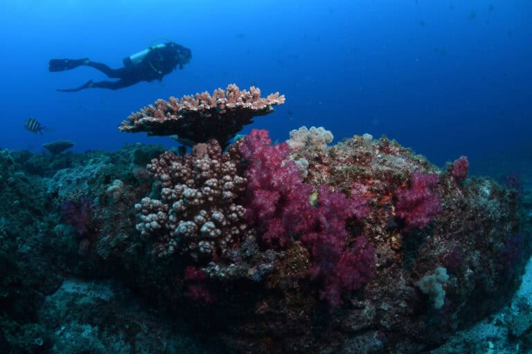 corals in north strassie