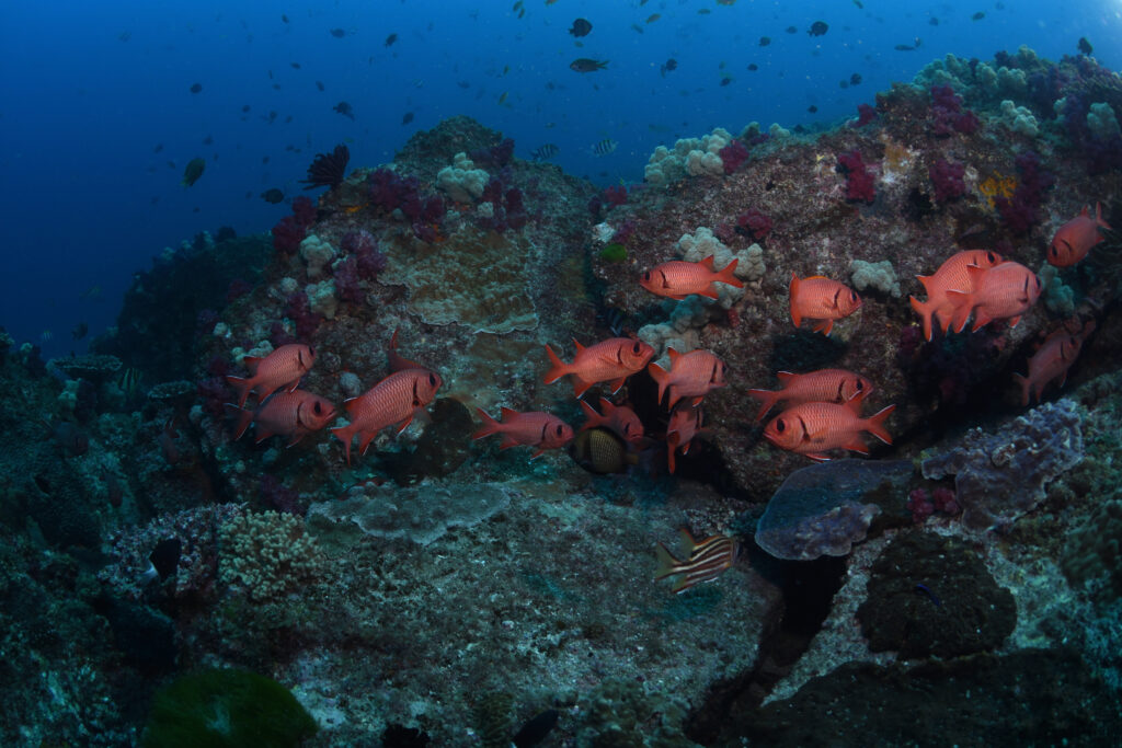 fish swimming by in Flat Rock