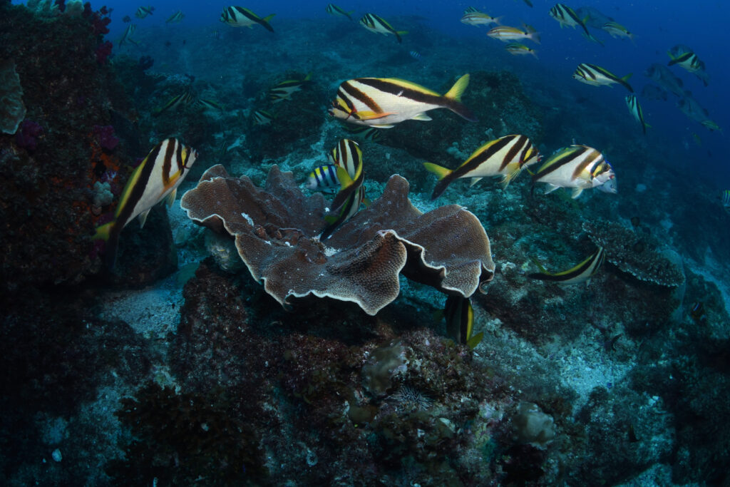 reef fish in Flat Rock