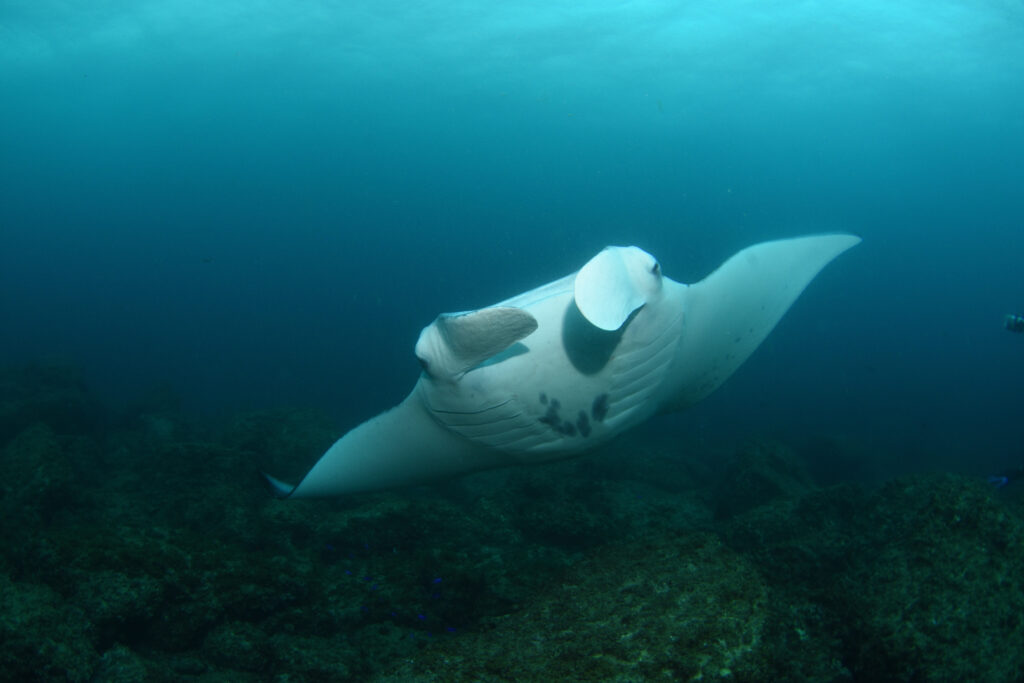 manta ray in manta bommie