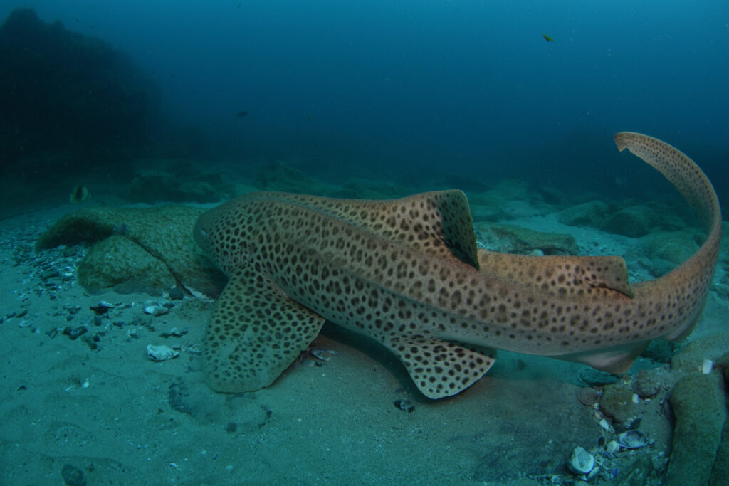 leopard shark in Manta Bommie