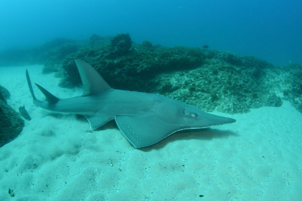 Photographer - Nigel Marsh
Region - Brisbane - North Stradbroke Island
Dive Site - Manta Bommie - whitespotted shovelnose ray