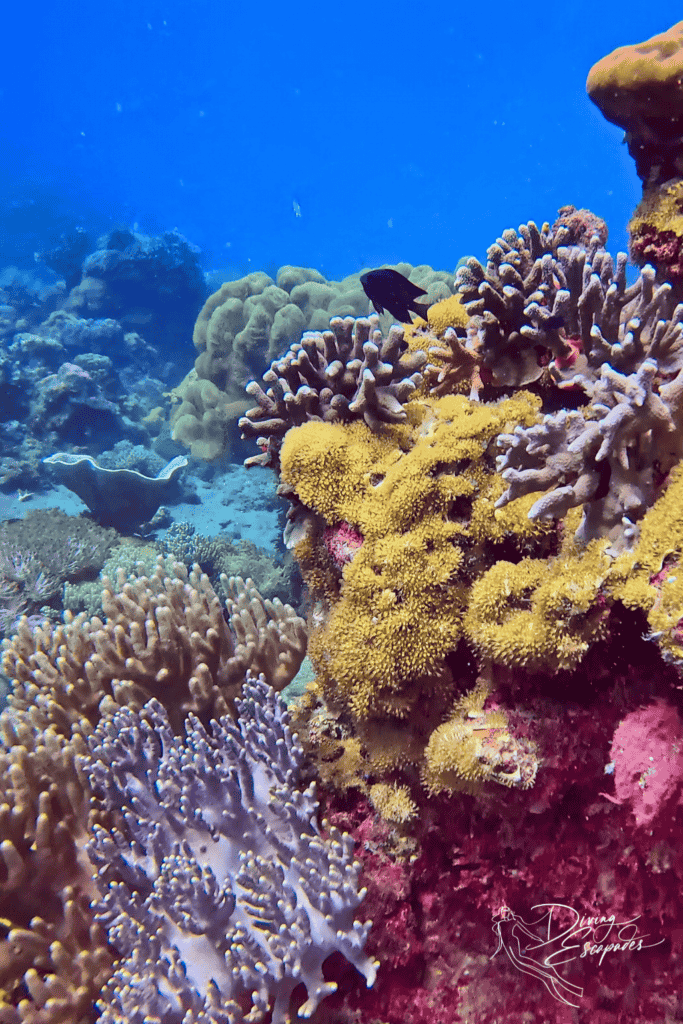 App Island Corals