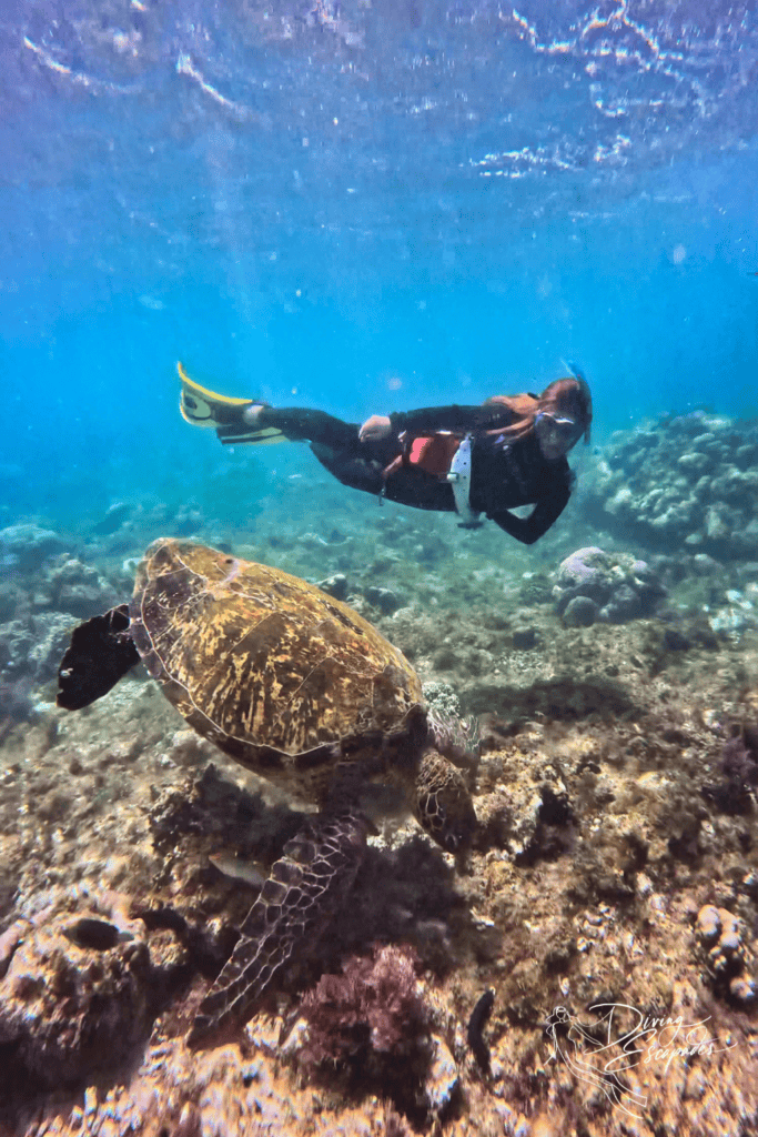 Green sea turtle while diving in Apo Island, Dauin