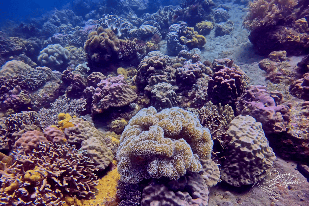 Apo Island Corals