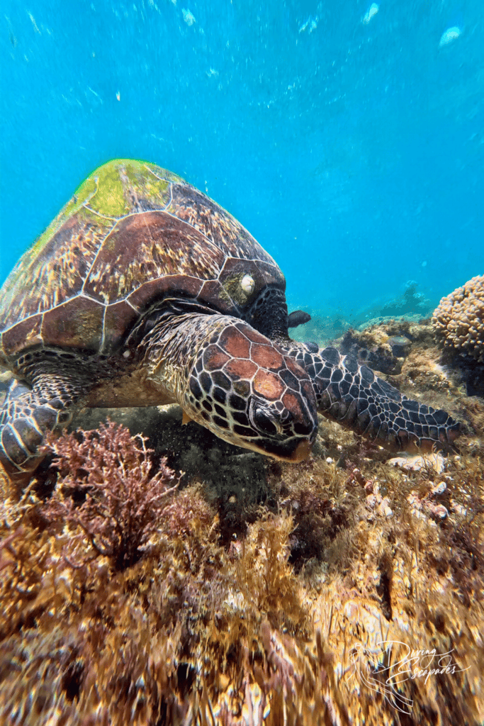 Apo Island turtle