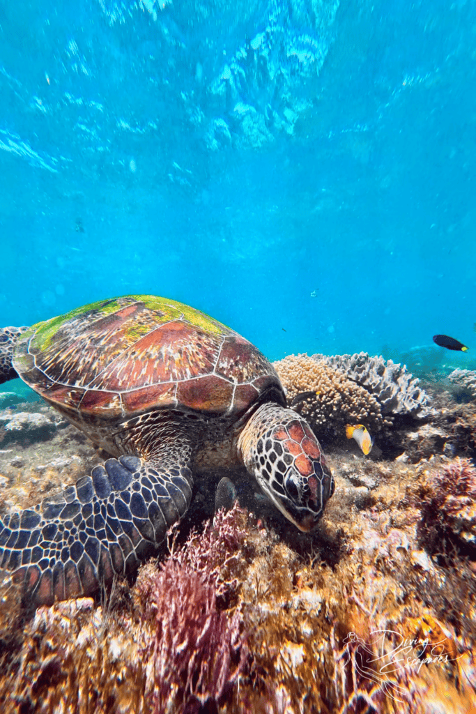 Green sea turtle while diving in Apo Island, Dauin