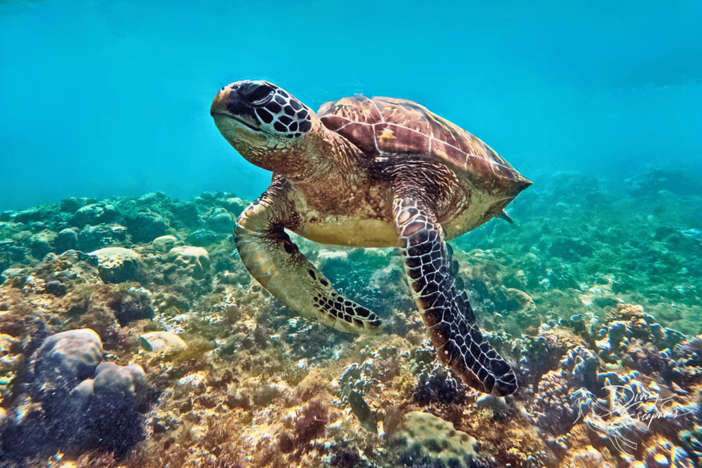 Turtle in App Island