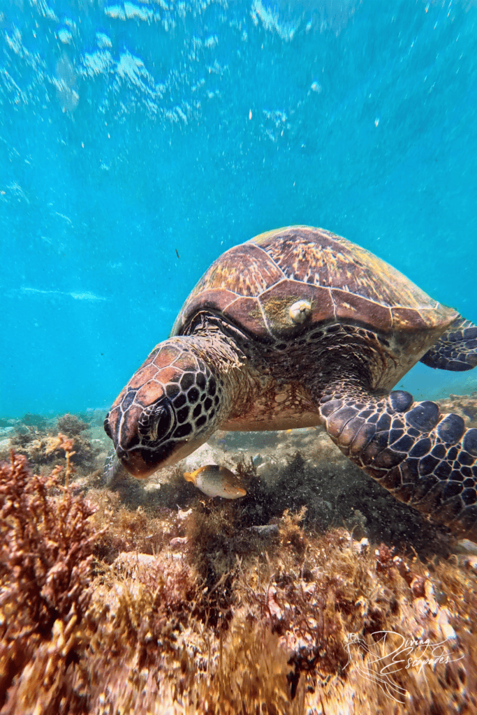 Green sea turtle in Apo Island, Dauin