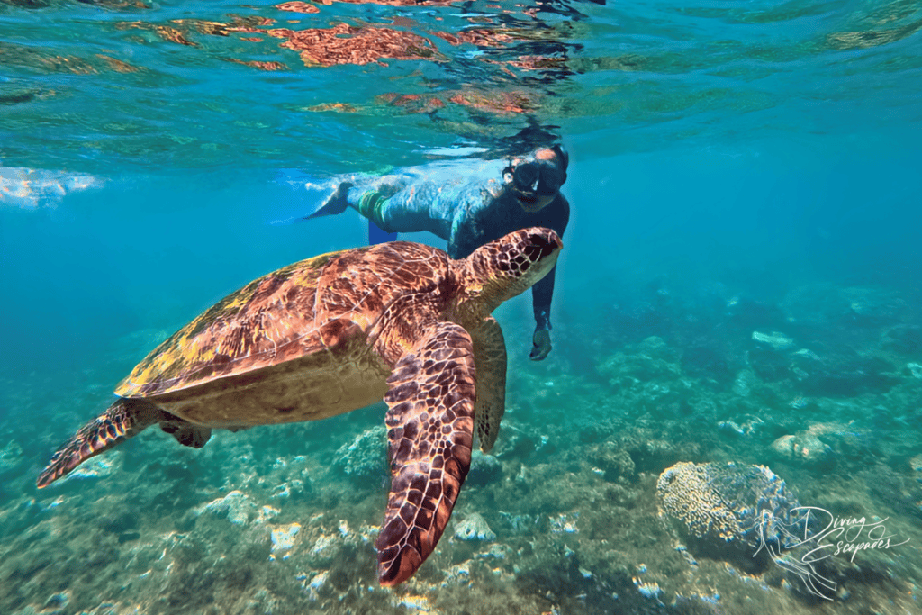 Turtle in Apo Island