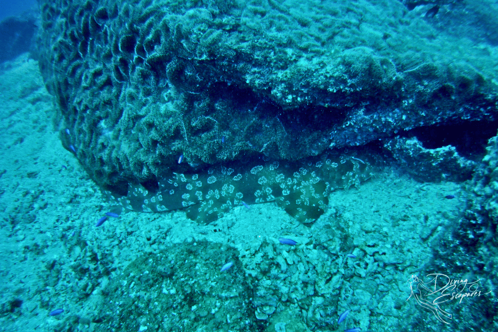 wobbegong in north straddie, in Shag Rock