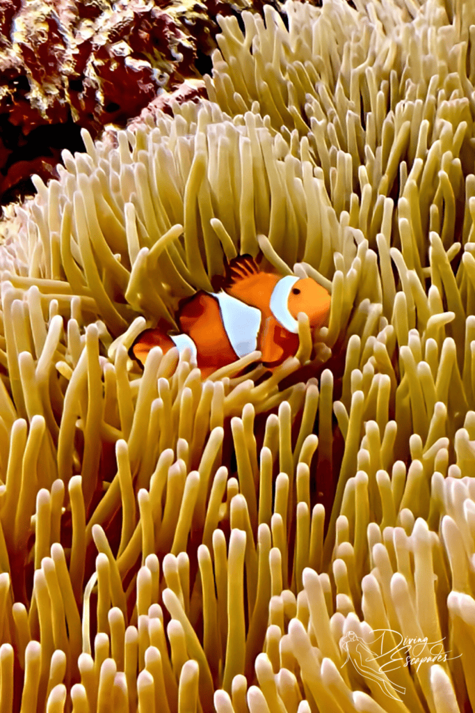 Clownfish seen while diving in Dauin