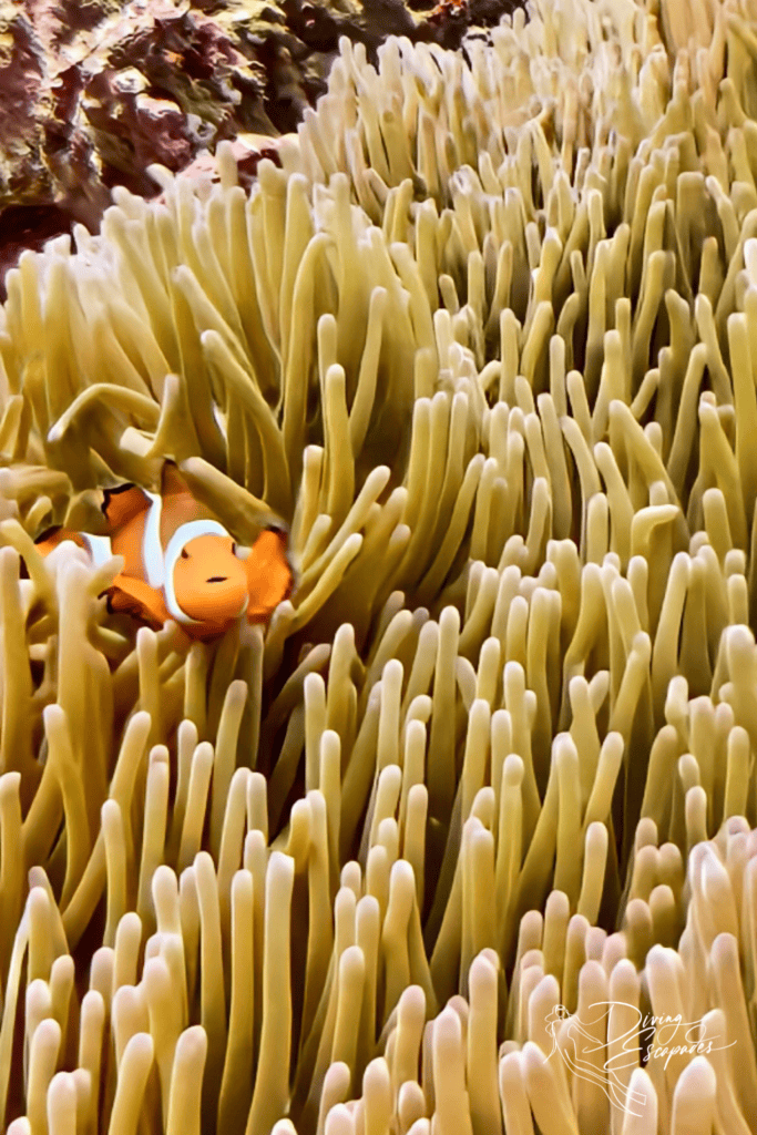 Clownfish seen while diving in Dauin