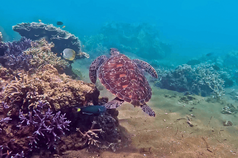 Green sea turtle while diving in Dauin Philippines