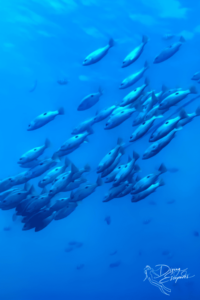 School of fish while diving in Dauin