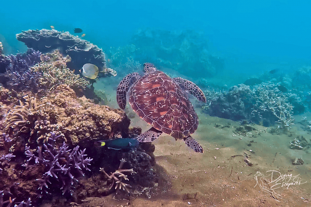 Green sea turtle while diving in Dauin Philippines