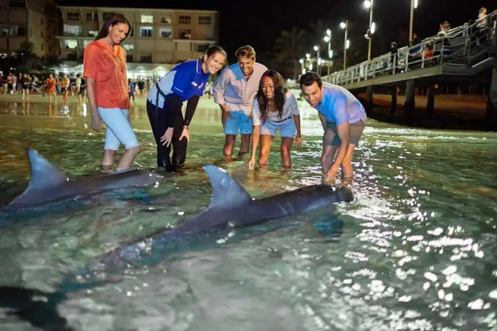 wild dolphin feeding at Tangalooma Island Resort