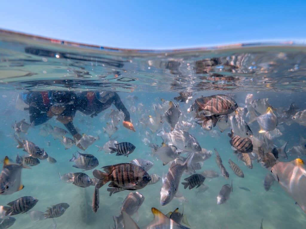 Snorkelling the Tangalooma Wrecks