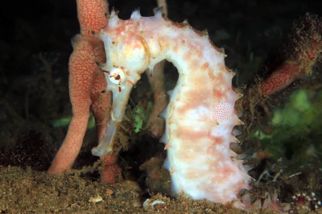 White spiny seahorse (thorny seahorse, hippocampus hystrix). anilao, philippines