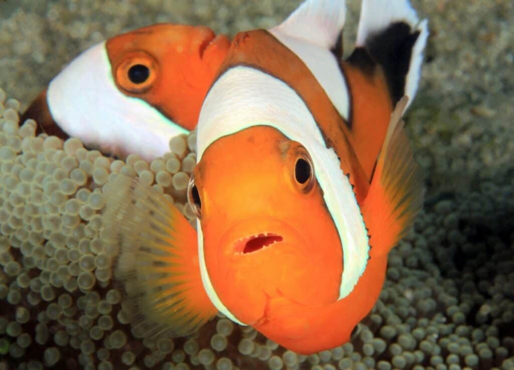 Saddleback anemonefish (aka saddleback clownfish, panda anemonefish, amphiprion polymnus) in an anemone.