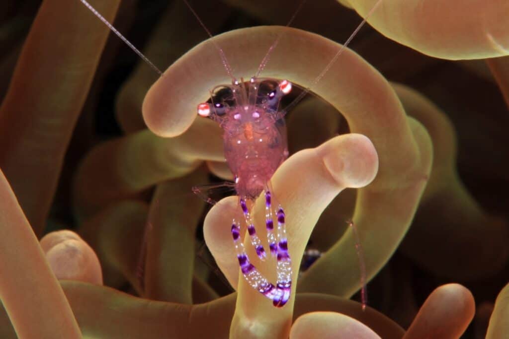 Holthuis cleaner shrimp (Periclimenes holthuisi) posing in an anemone.