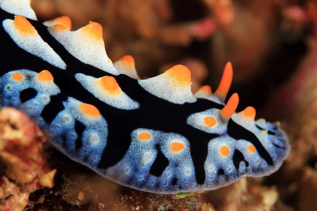 Varicose wart slug (phyllidia varicosa). Anilao, Philippines