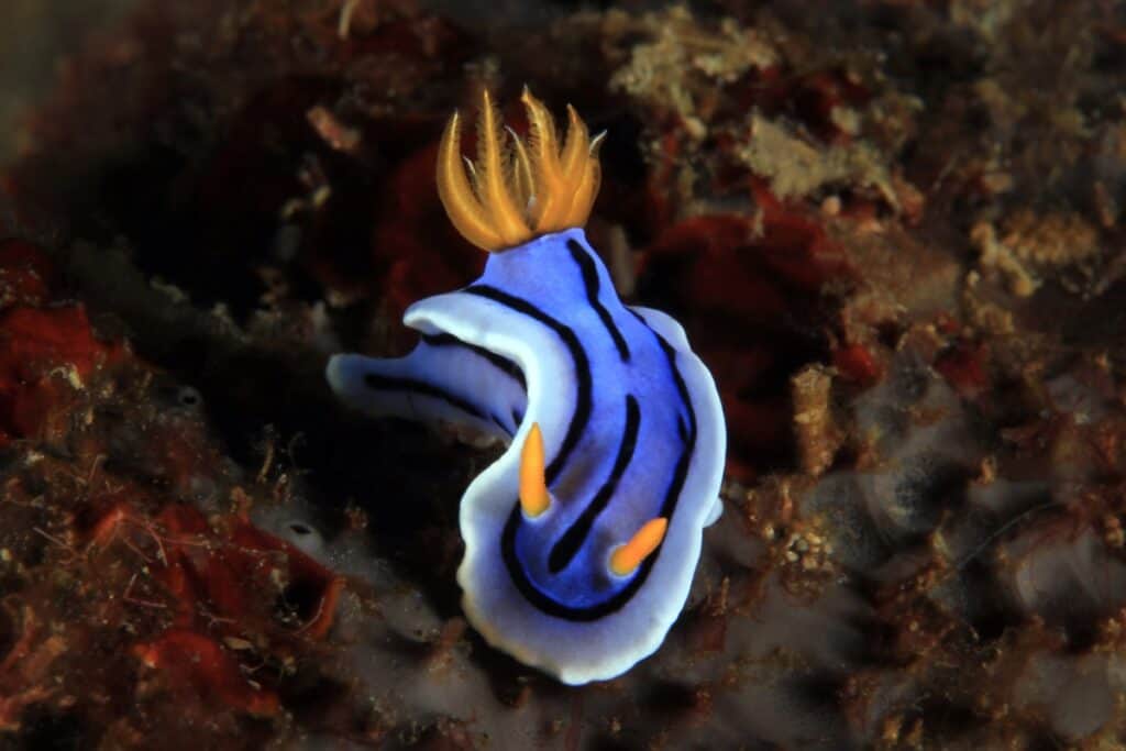 Chromodoris nudibranch, unidentified species. anilao, philippines