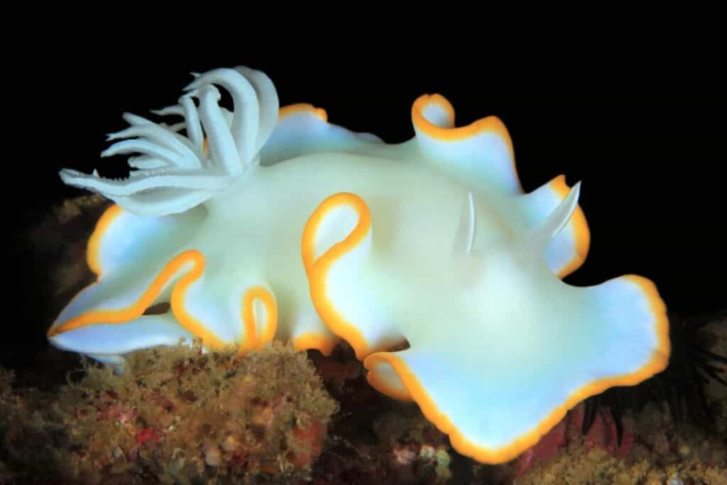 
Egret nudibranch (ardeadoris egretta). anilao, philippines