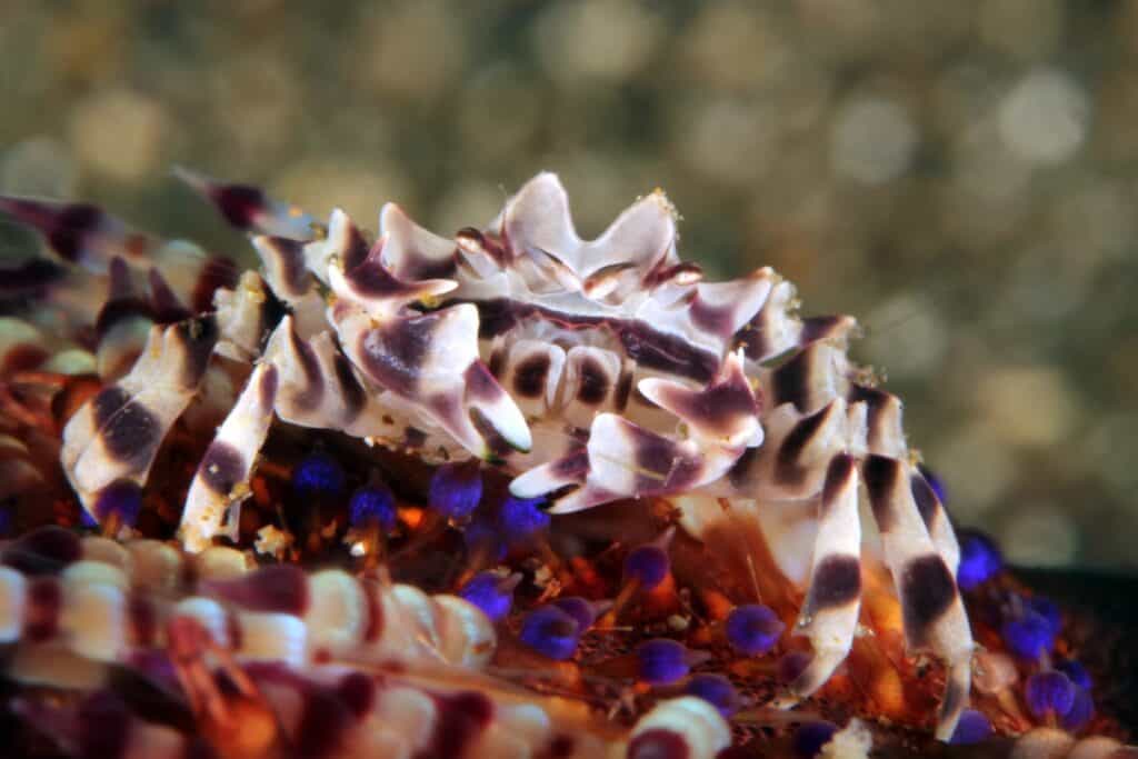 Zebra urchin crab (zebrida adamsii) in a fire urchin. anilao, philippines